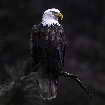 LED Bild Adler im Dunkeln Quadrat