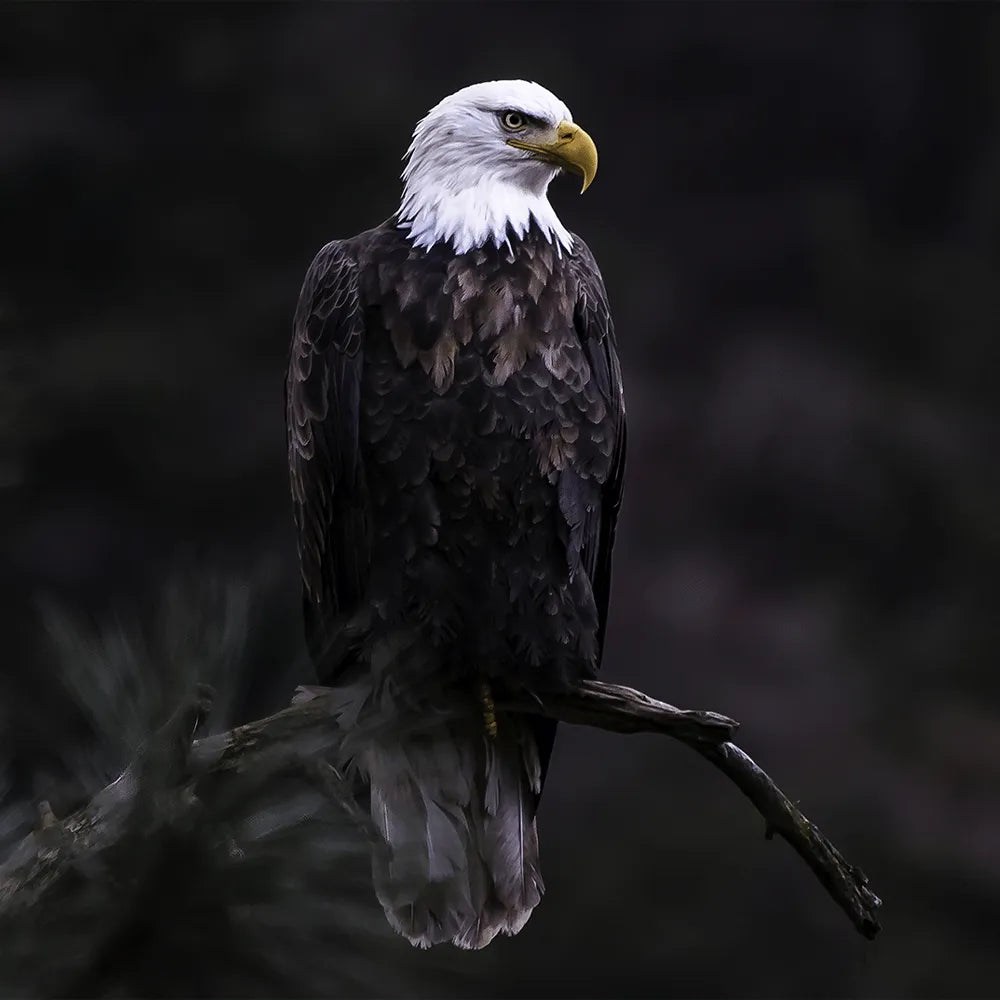 Alugebürstet Adler im Dunkeln Quadrat