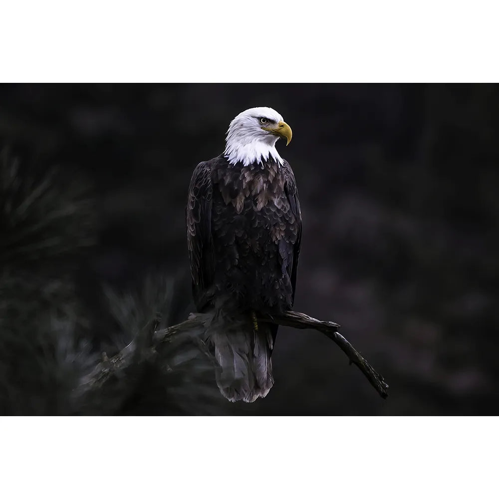 Wechselbild Adler im Dunkeln Querformat