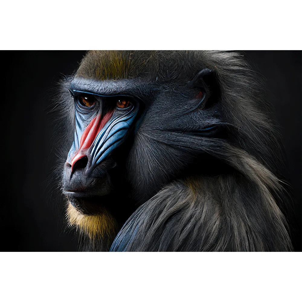 Aludibondbild anmutiger Mandrill Querformat