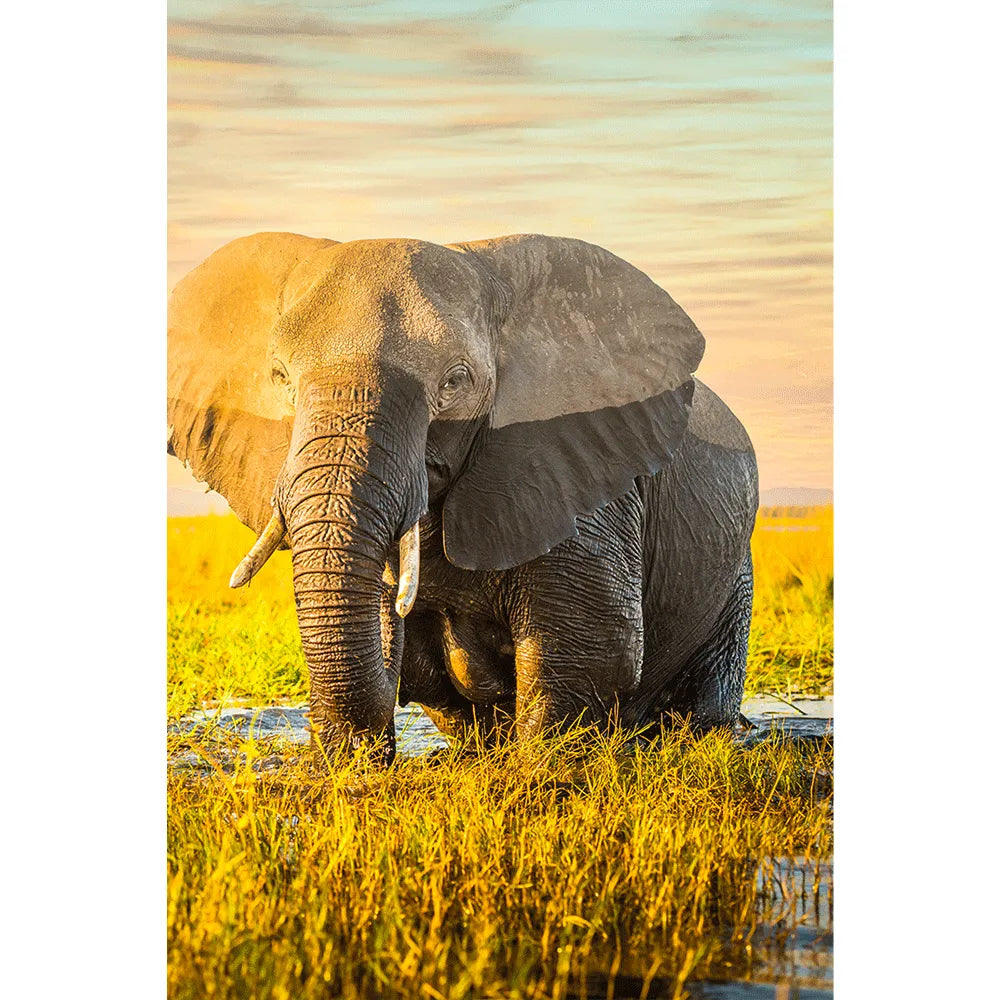 Aludibondbild Elefant Hochformat