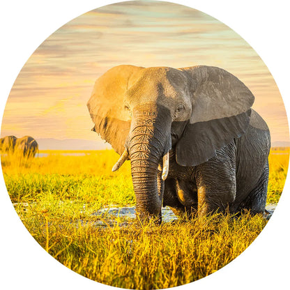 Aludibondbild Elefant Kreis