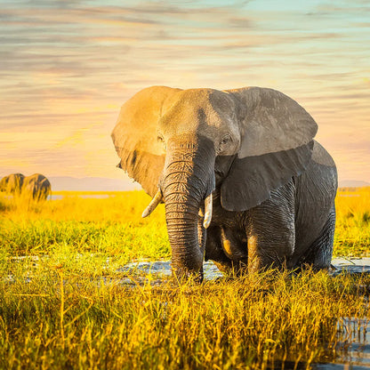 Alugebürstet Elefant Quadrat