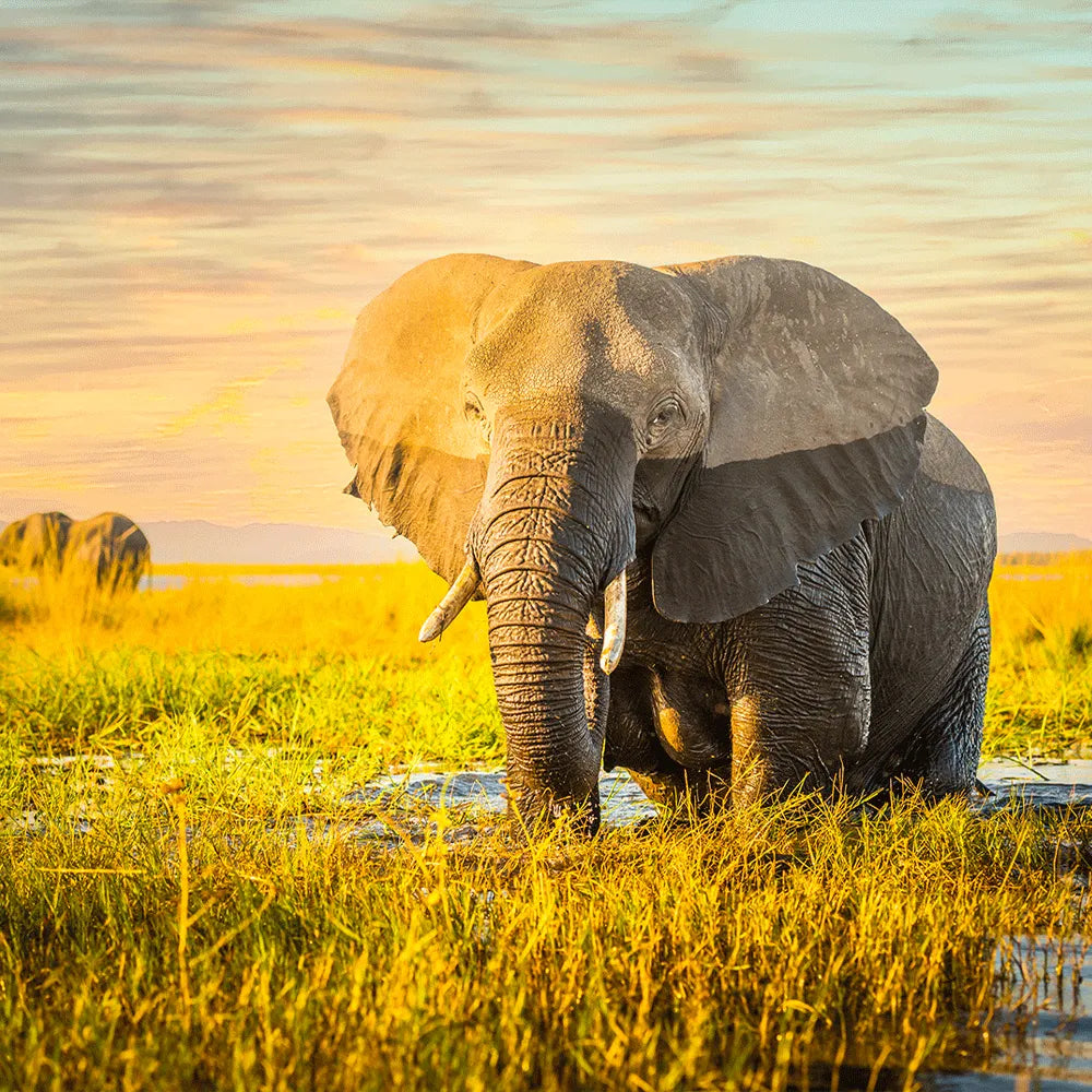 Leinwandbild Elefant Quadrat