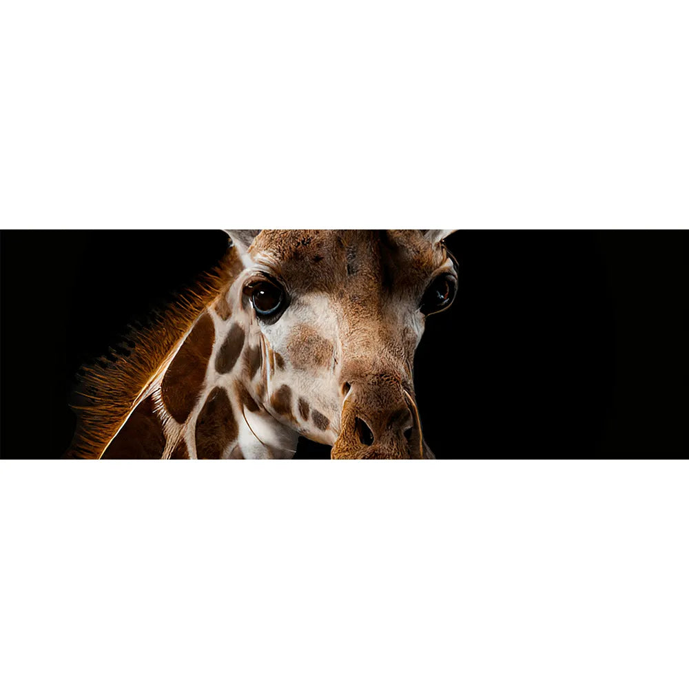 Wechselbild Giraffe Panorama Quer