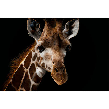 Aludibondbild Giraffe Querformat