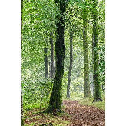 Alugebürstet grüner Wald Hochformat