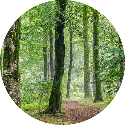 Aludibondbild grüner Wald Kreis