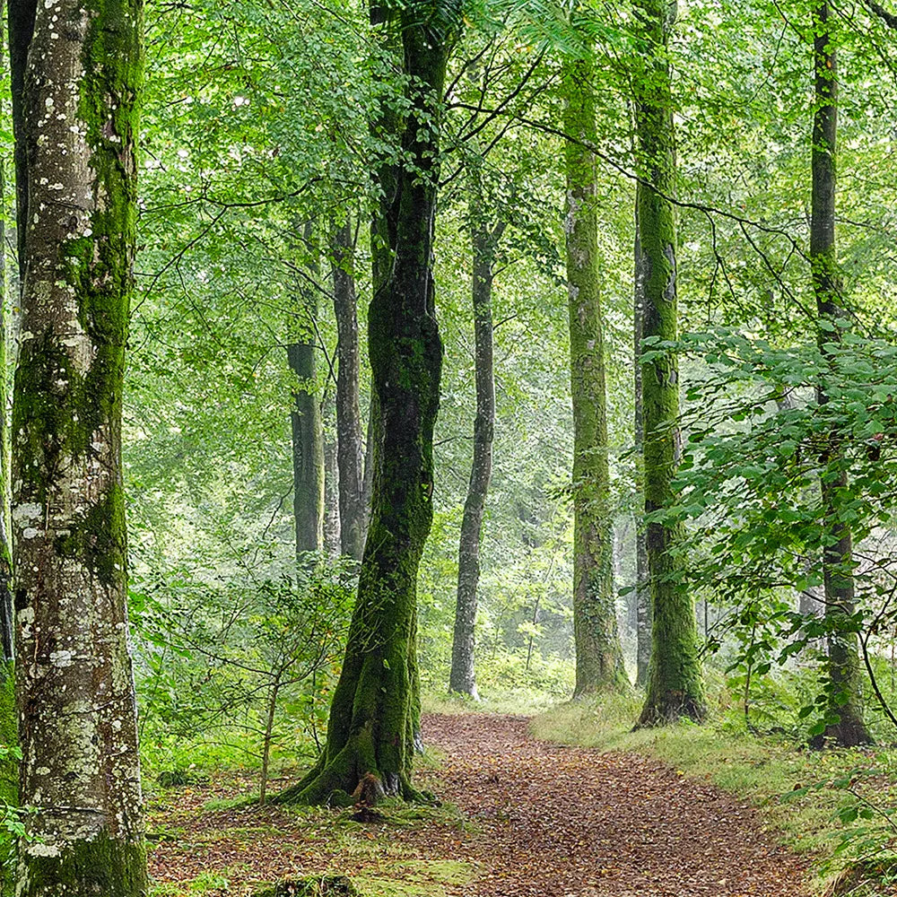 LED Bild grüner Wald Quadrat