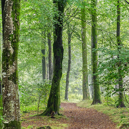 Poster grüner Wald Quadrat