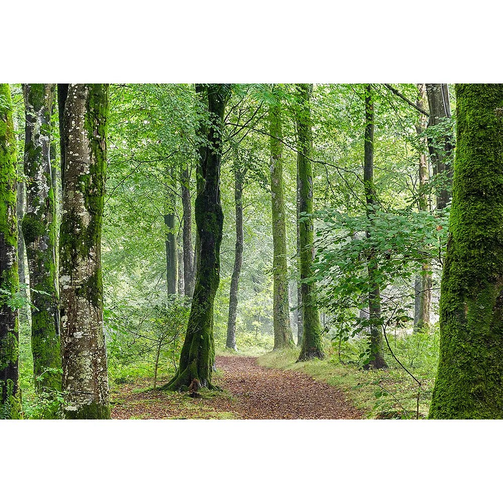 LED Bild grüner Wald Querformat