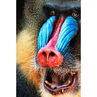 Acrylbild Mandrill Hochformat