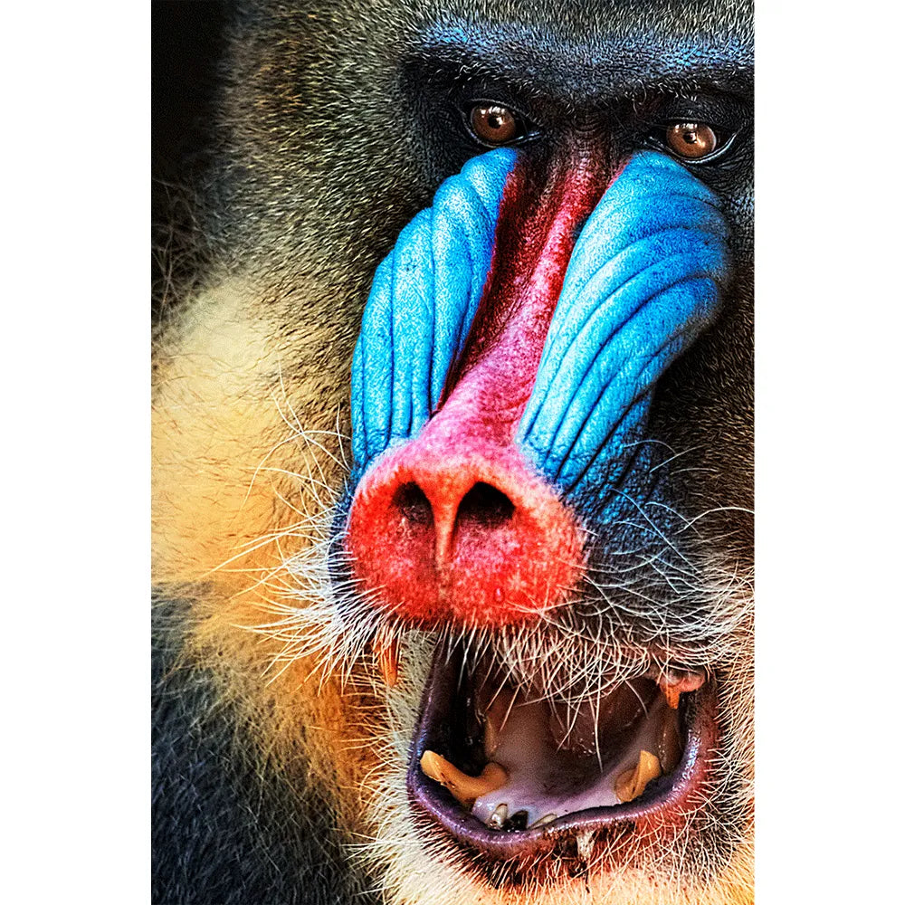 Aludibondbild Mandrill Hochformat