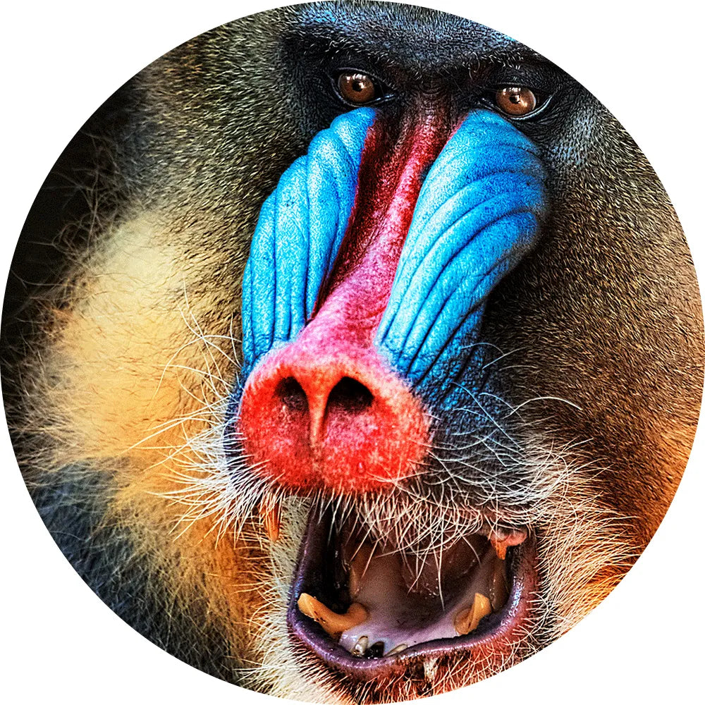 Aludibondbild Mandrill Kreis