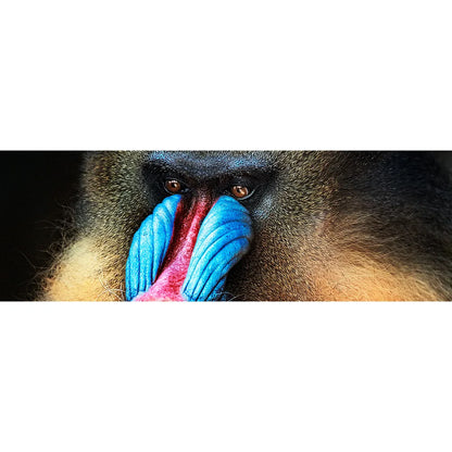 Acrylbild Mandrill Panorama Quer