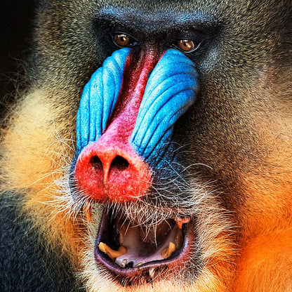 Acrylbild Mandrill Quadrat