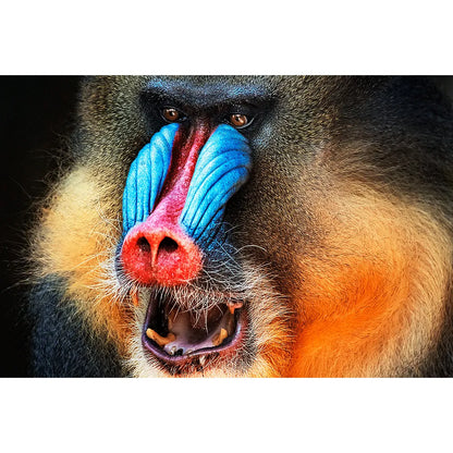 Wechselbild Mandrill Querformat