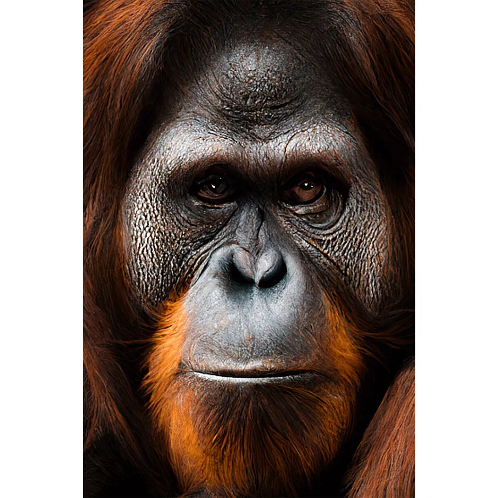 Acrylbild Orang Utan Hochformat