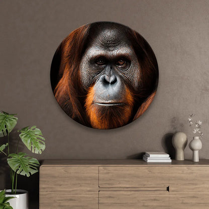 Aludibondbild Orang Utan Kreis