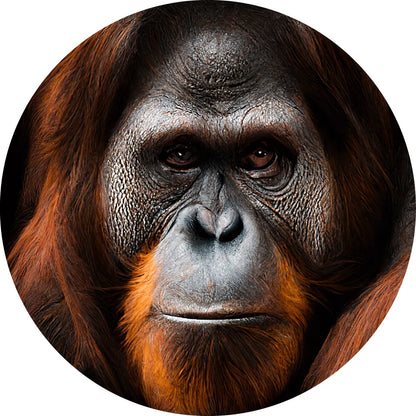 Acrylbild Orang Utan Kreis