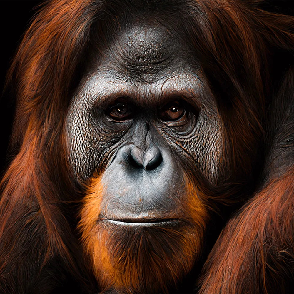 Aludibondbild Orang Utan Quadrat