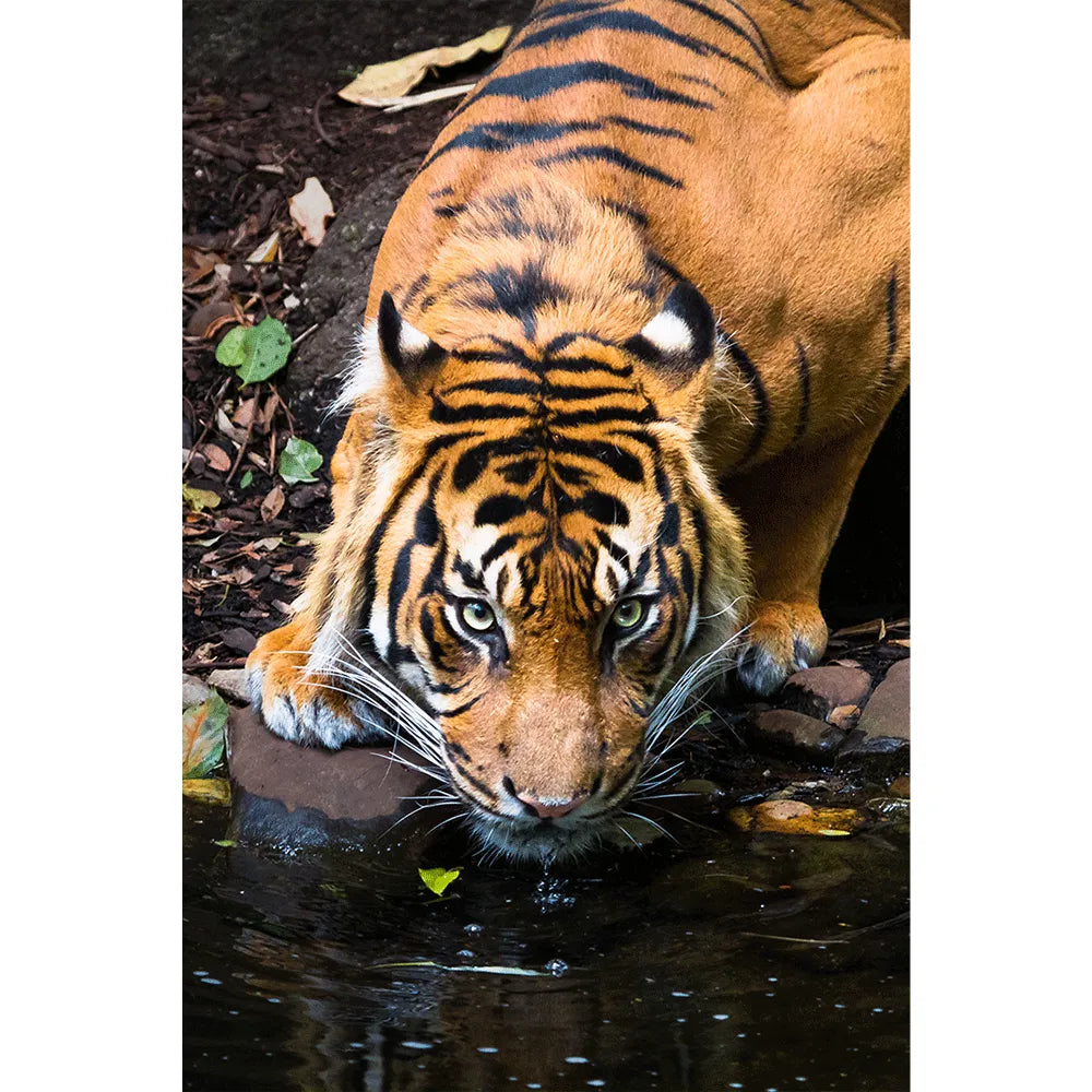 Aludibondbild Sumatra Tiger Hochformat