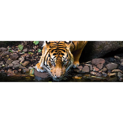 Aludibondbild Sumatra Tiger Panorama Quer