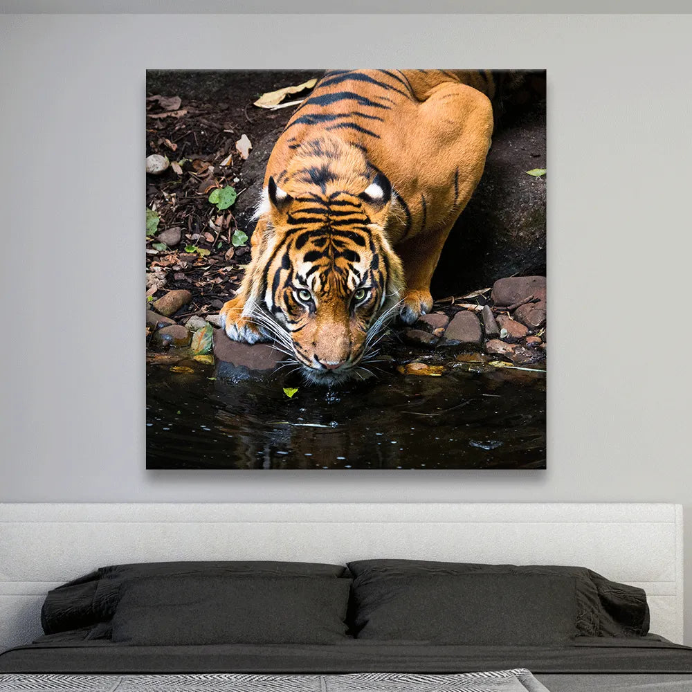 Poster Sumatra Tiger Quadrat