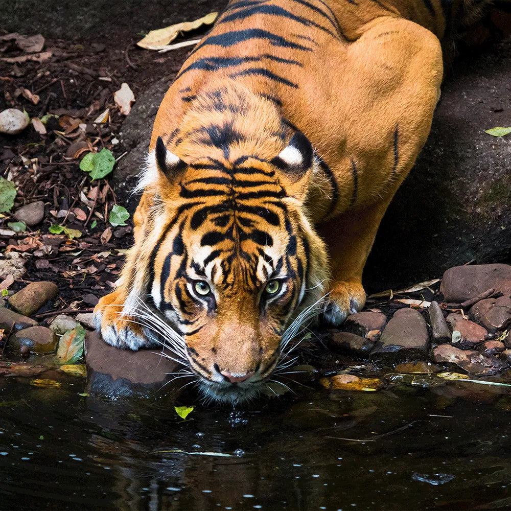 Aludibondbild Sumatra Tiger Quadrat