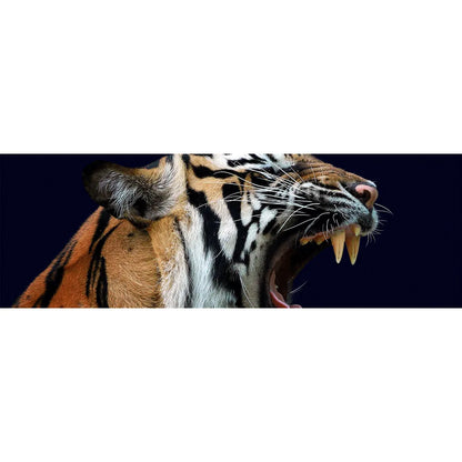 Aludibondbild Tiger Panorama Quer